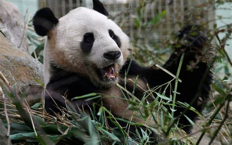 Panda Gate Row At Edinburgh Zoo As Keepers Narrow Escape Leaves Staff