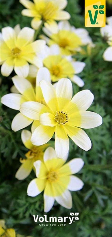 Check spelling or type a new query. Bidens 'Taka Tuka® White & Yellow' in 2021 | Sommerblumen ...