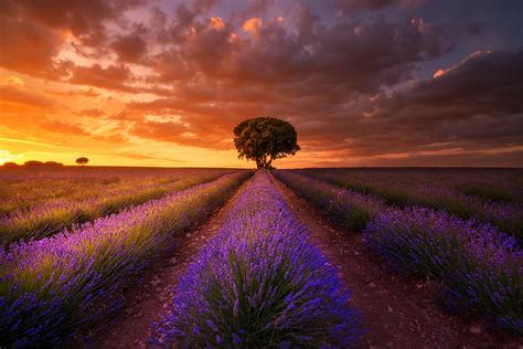 Sunset Clouds Over Lavender Field