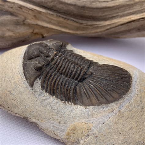 Fossil Trilobite Specimen Devonian Period Scutellium Alnif Etsy
