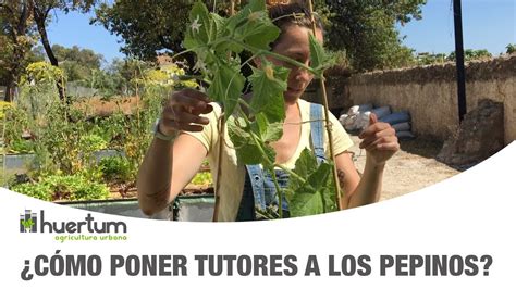 C Mo Poner Tutores A Los Pepinos Huerto Urbano Huertum Youtube