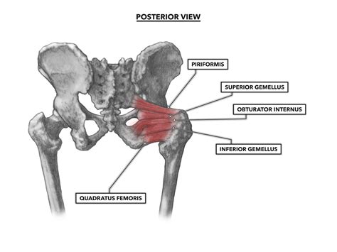 Hip Muscles Diagram The Hip Joint Articulations Movem Vrogue Co
