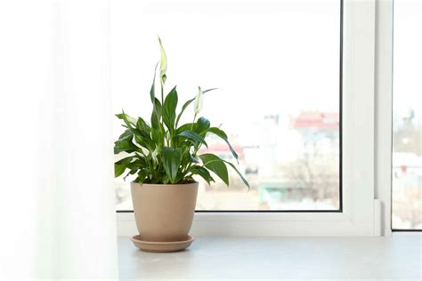 The Finest North Facing Window Plants For Your Home