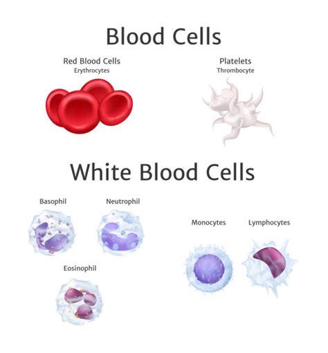 White Blood Cells Stock Photos Pictures And Royalty Free Images Istock