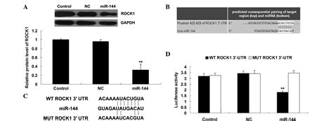 microrna 144 acts as a tumor suppressor by targeting rho associated coiled coil containing