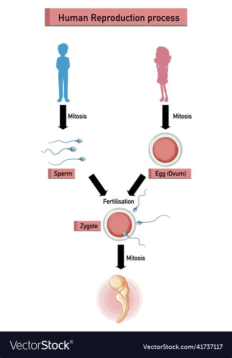 Diagram Showing Human Reproduction Process Vector Image