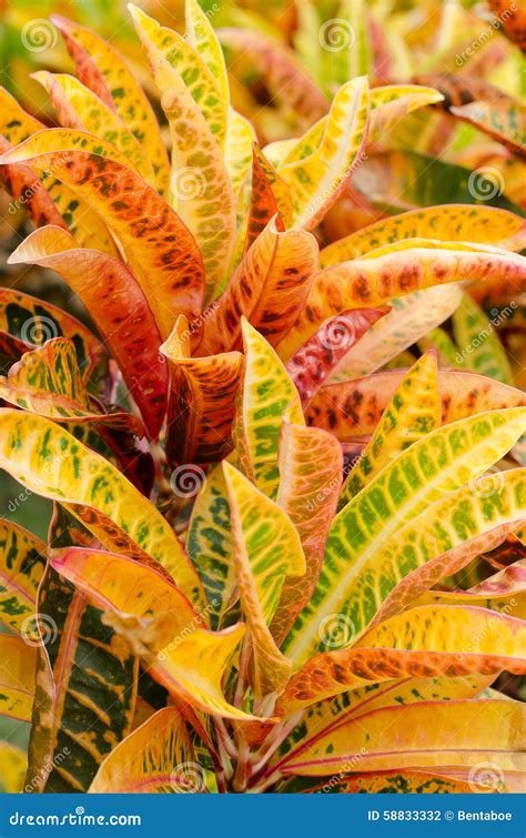 Spotted Croton Plant Stock Photography 206619368