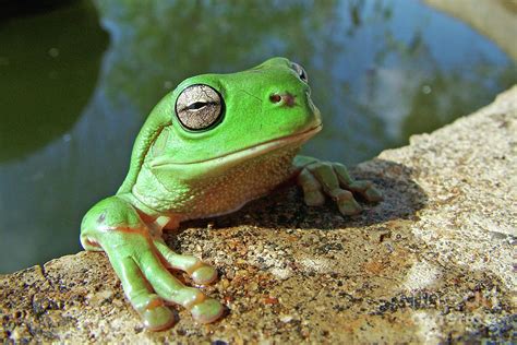 Australian Green Tree Frog Litoria Caerulea Photograph By Christopher