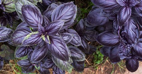 Purple Basil Growing And Care Guide The Garden Magazine