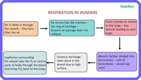Respiratory System Flow Chart For Kids