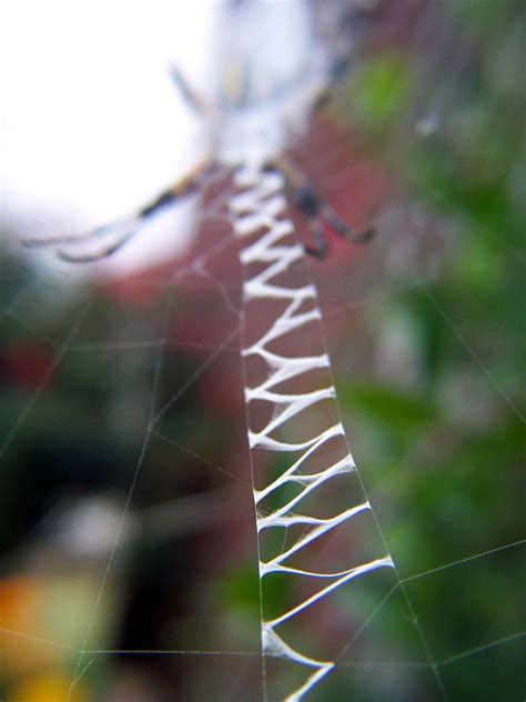 The Spiders That Decorate Their Own Webs The Ark In Space Spider