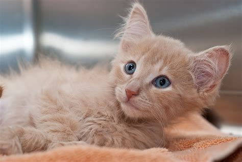 Welcome to tiny orange kittens! Orange Long Hair Kitten | Adopted!! Animal Rescue League ...