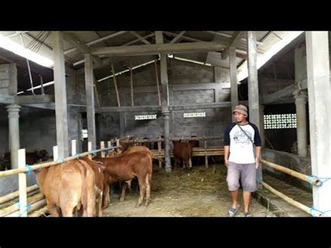 Limousine , adalah jenis sapi potong prancis dari wilayah limousin dan marche di prancis. SAPI pedet LIMOUSIN SUPER langsung dari kandang, harga ...