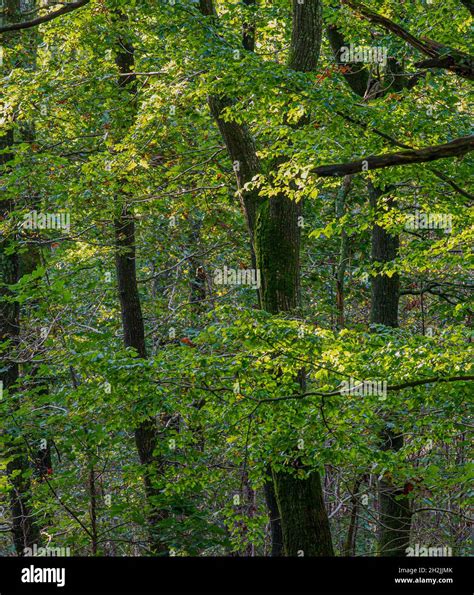 A View Of Sunlit Autumn Leaves In A Woodland Stock Photo Alamy