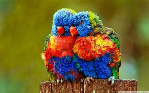 Hd Wallpapers 1080p Love Birds Most Beautiful Birds Cute Birds