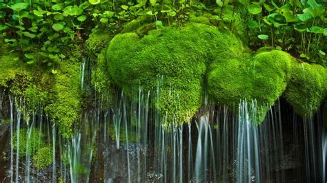 Waterfall And Moss Shenandoah National Park Virginia Bing Gallery