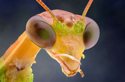 Incredible Creatures Up Close Yudy Sauwsolent Newsrex Fotografia