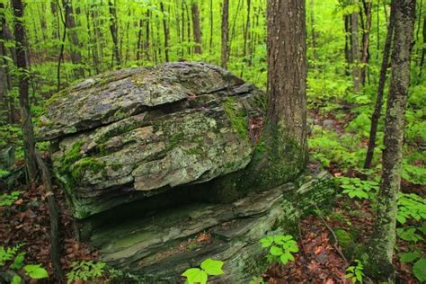 Free Images Tree Forest Rock Wilderness Trail Stream Jungle