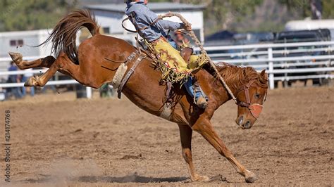 Bucking Bronco Horse At Country Rodeo Stock Photo Adobe Stock