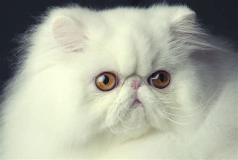 DIFFERENT TYPES OF CATS | NENOWORLD
