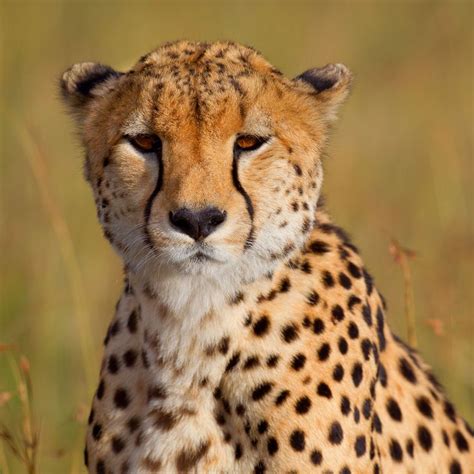 Cheetah Images Cheetah Portrait 2048 X 2048 Ipod 3 Wallpapers