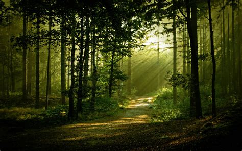 Morning Forest Scenery Hd Wallpaper Forest Scenery Wallpaper For Home
