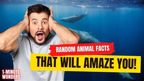 Random Animal Facts That Will Amaze 🦁🐼 1 Minute Wonders Youtube