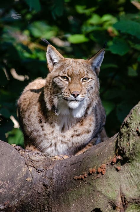 Lynx Free Stock Photo Public Domain Pictures