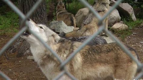September 2013 Howling At The International Wolf Center Youtube
