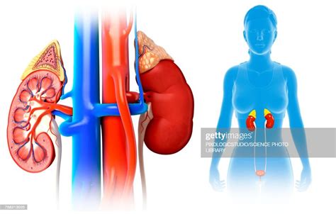 Female Kidney Anatomy Illustration High Res Vector Graphic Getty Images