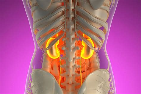 Organ locations and function in the body. What you need to know about your kidneys - and how to keep ...