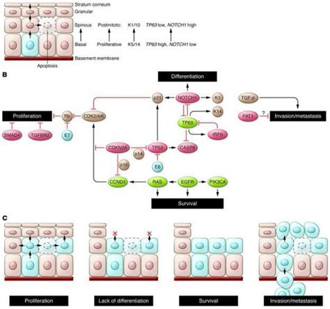 Key Cellular And Molecular Pathways Implicated In Hnscc Tumorigenesis Download Scientific