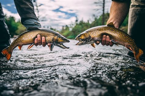 Fly Fishing Maine's Rapid River | Eastbound and Trout