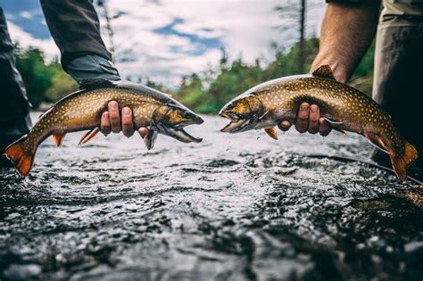 Fly Fishing Maines Rapid River Eastbound And Trout