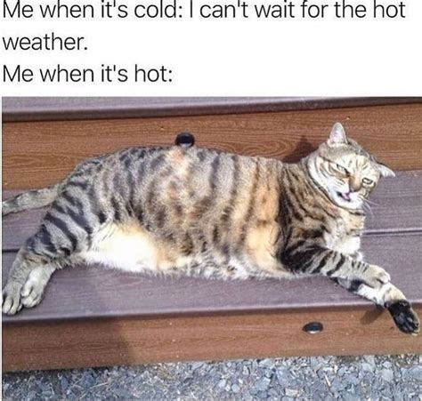 Medical attention is highly reccommended. This cat captures it perfectly 😂 #funnycat #hot #weather # ...