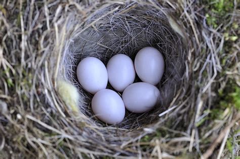 Bird Nest Eggs Free Photo On Pixabay Pixabay