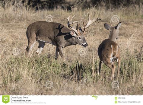 Huge Non Typical Whitetail Buck Chasing Doe Stock Photo Image Of