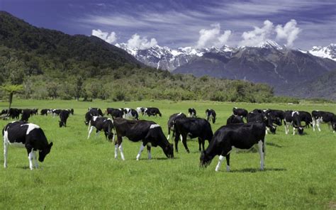 Farmers Feel Let Down After Cattle Deaths Following 1080 Drop Crux