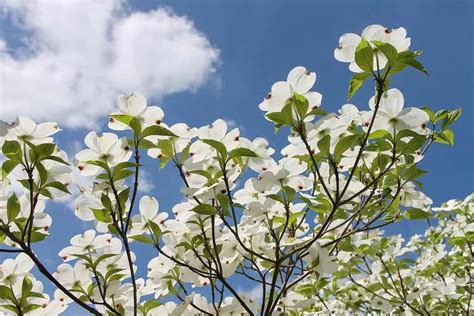 45 Types Of White Flowers With Pictures Flower Glossary