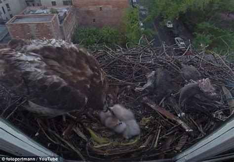 Footage Captures Birds Of Prey Hatching Seven Stories Over Manhattan
