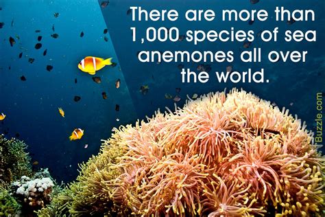 Facts About Sea Anemones Anemone Sea Anemone Sea