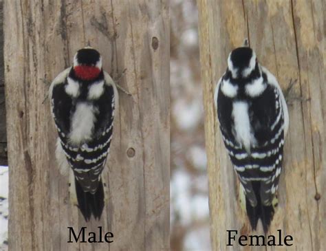 Male downy woodpeckers display a lot when courting or defending territory. It's twofer Tuesday. Back to back male and female Downy Woodpeckers: The Downy Woodpecker ...