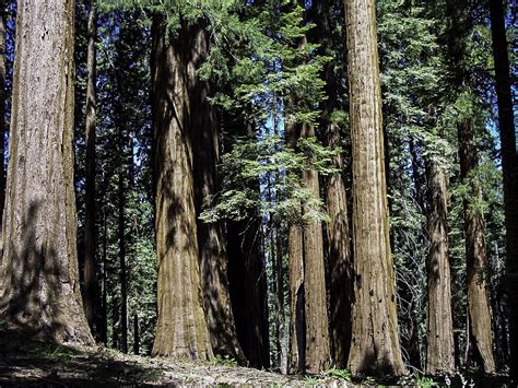 Sequoia Tree Forest At Sequoia National Park California Image Free