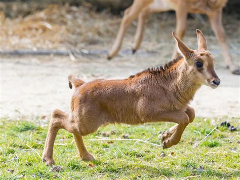Basel Zoo News Whats New At Basel Zoo Four Baby Sable Antelopes