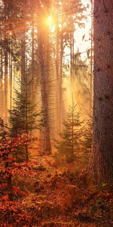 1080x2160 Autumn Sunbeams Forest Light Rays 5k One Plus 5thonor 7x