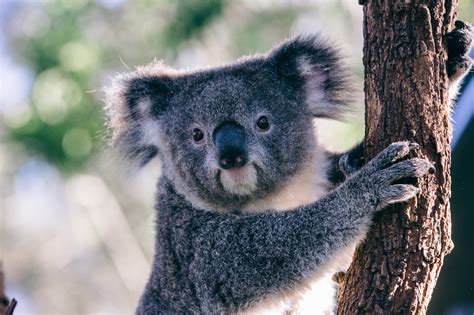 Koala Facts Australian Wildlife Distant Journeys