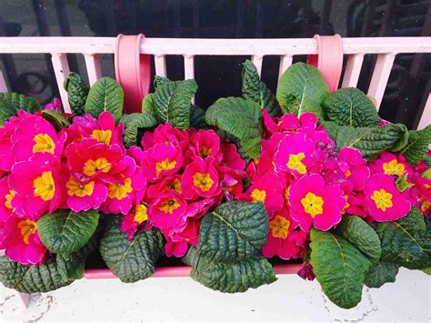 Lots of shade plants have showy foliage with bright colors while flowers may last a few weeks these colorful leaves my neighbor though? Window Box Flowers for Shady Spots
