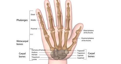 More bones equals more work and memory. Broken Hand (Metacarpal fracture) - Symptoms, Causes ...