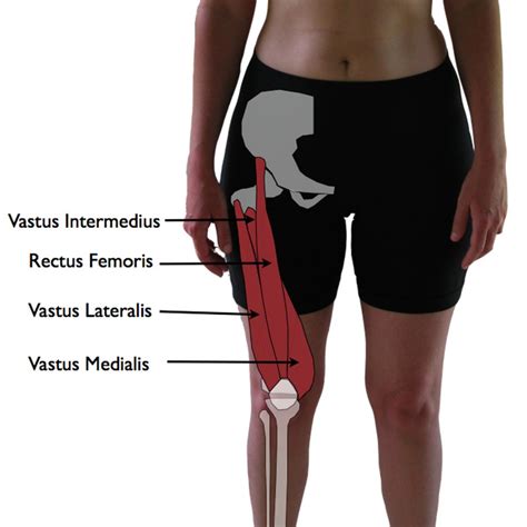 Vastus Medialis Trigger Points The Knee Pain Trigger Points Part 3