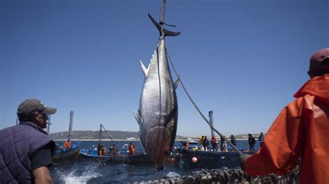 Videos De La Pesca Del Atun Pesca Información